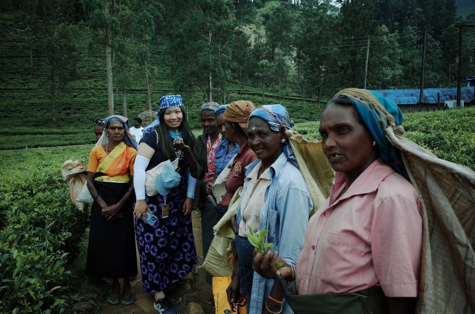 Tea Plantation